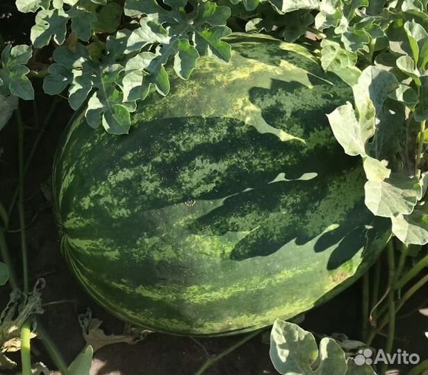 Арбуз, дыня в розницу