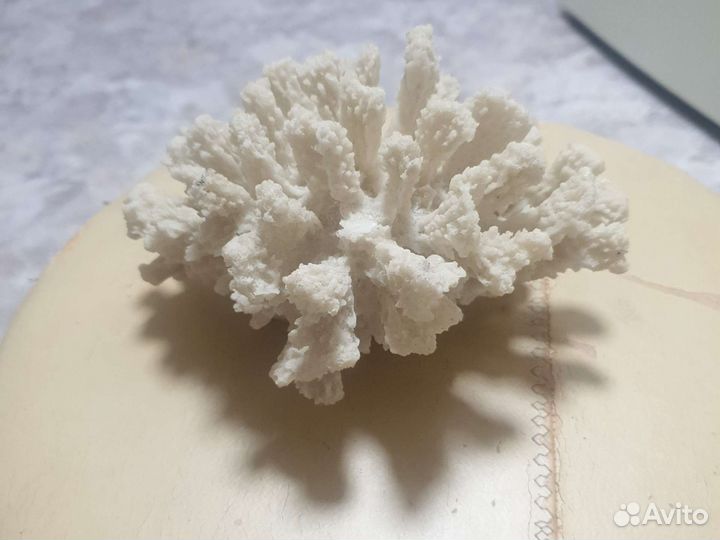 Кораллы для аквариума