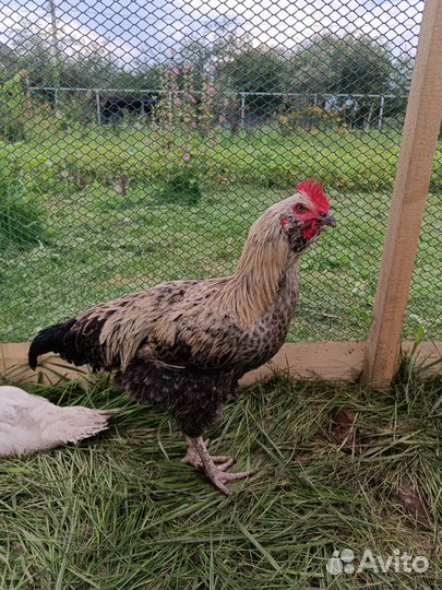 Петух брама