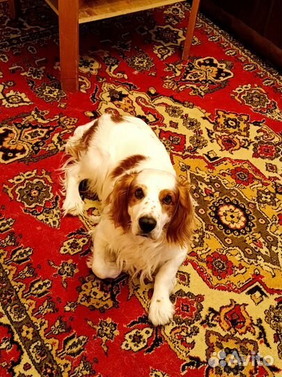 Спаниель Вязка