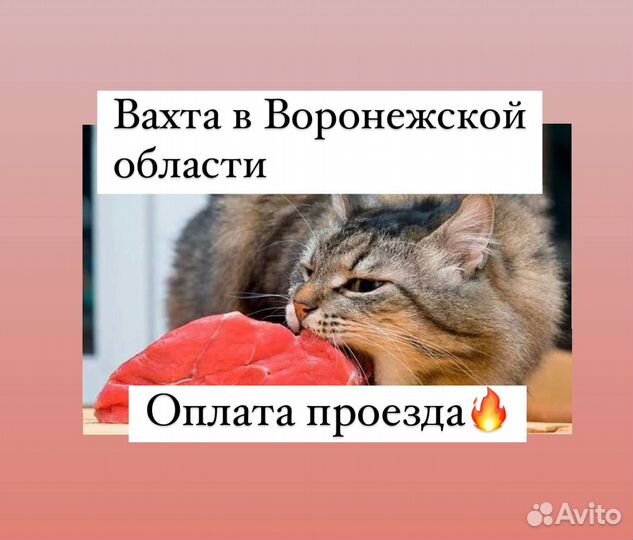 Оплата проезда.Разнорабочие вахтой в Воронеж