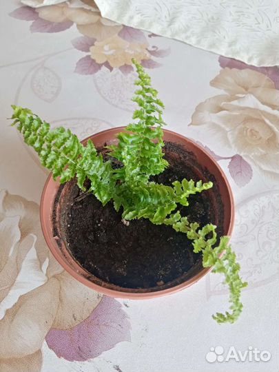 Папоротник кудрявый