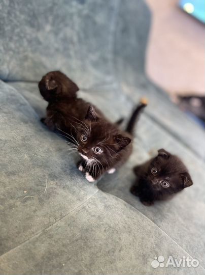 Котята