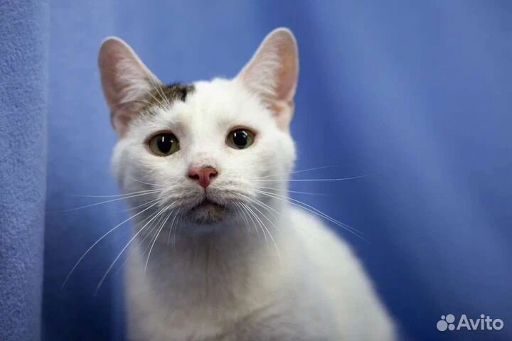 Бим ищет дом