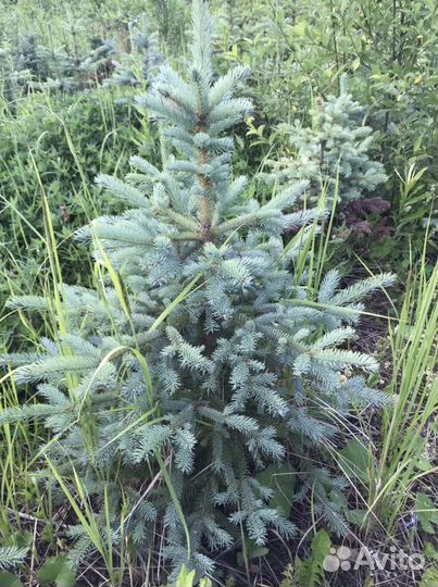 Ель голубая,зеленая