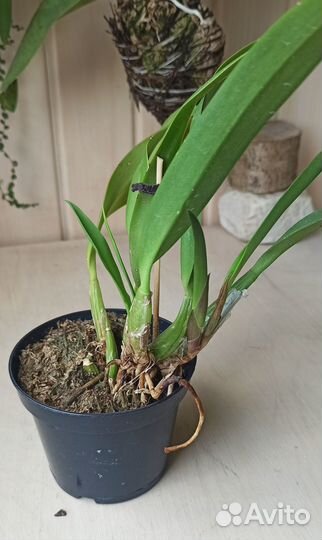 LC. Santa Barbara sanset