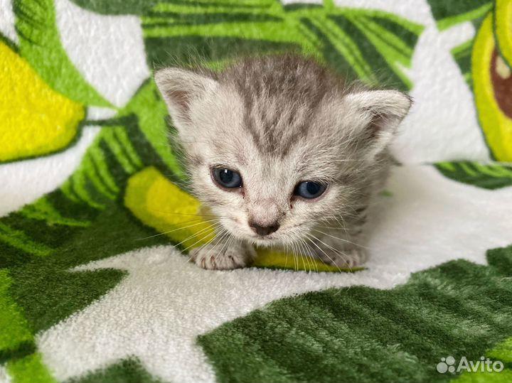 Шотландские котята (бронь)