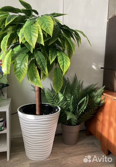 Манго с желтым кантом