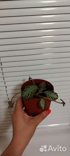 Комнатные растения цветы