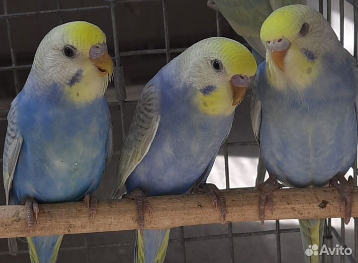 Волнистые попугаи