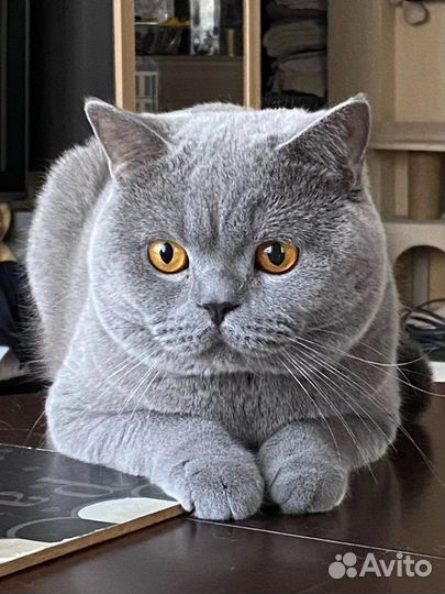 Британский кот вязка