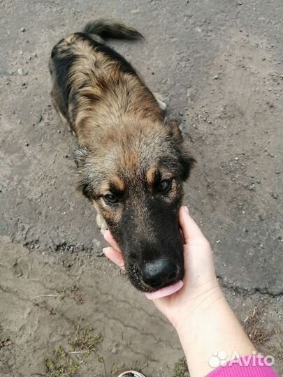 Собаки бесплатно в добрые руки