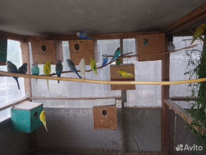 Волнистые попугаи