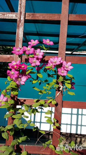 Фикус бенджамина и лимон