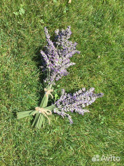 Букеты лаванды