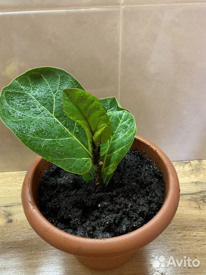 Фикус Лерато бамбино