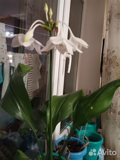 Цветок Женское счастье