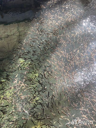 Малек форели