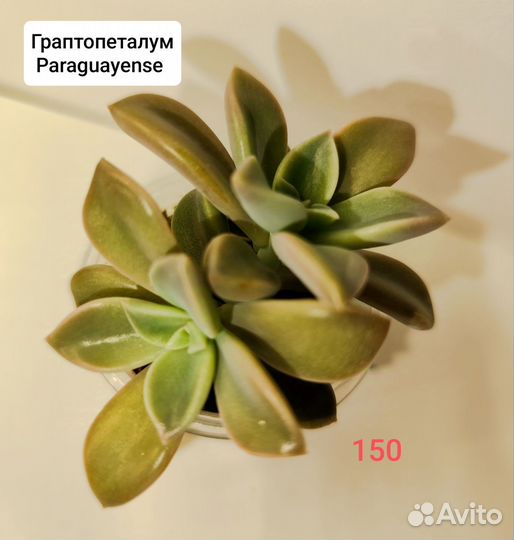 Суккуленты