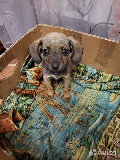 Собака в добрые руки щенок