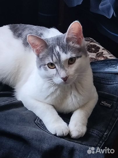 Котик бесплатно