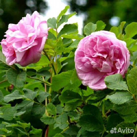 Роза, канадская неукрывная Свит Аделина, 7 литров