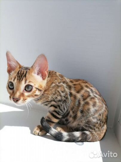 Бенгальские котята