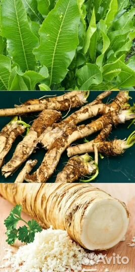 Хреновина свежая с чесноком