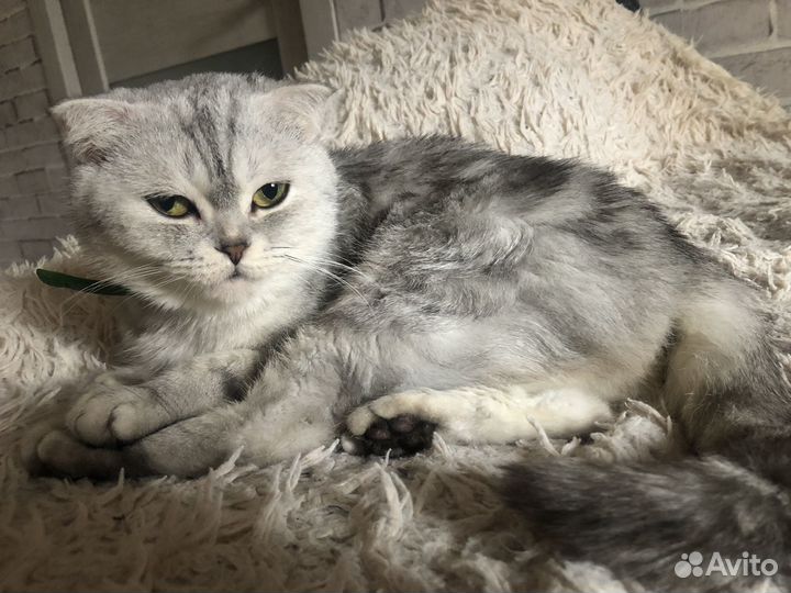 Шотланская вислоухая кошка