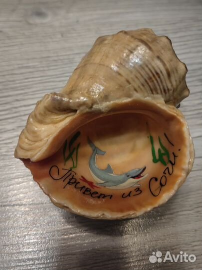 Ракушка морская большая