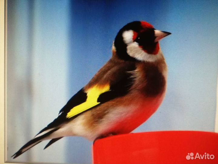 Канарейки (кенара) и щегол