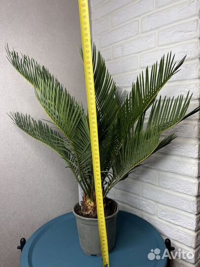 Цикас революта комнатные цветы