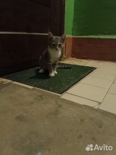 Маленький котёнок - девочка в добрые руки
