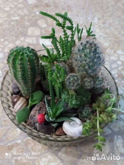 Садик из суккулентов и кактусов