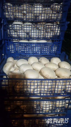 Свежие Шампиньоны