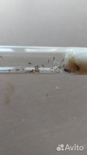 Муравьи pheidole pallidula