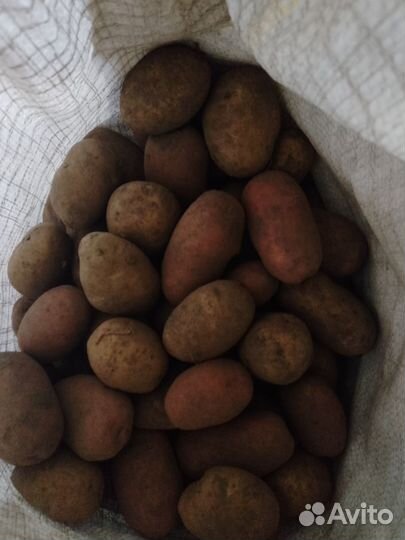Продам картофель