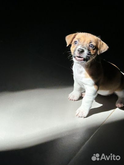 Чистокровные Щенки Джек Рассел терьер