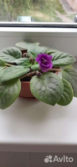 Фиалки цветущие в горшке