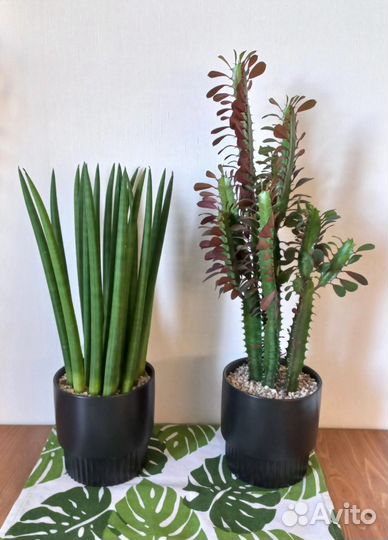 Суккуленты