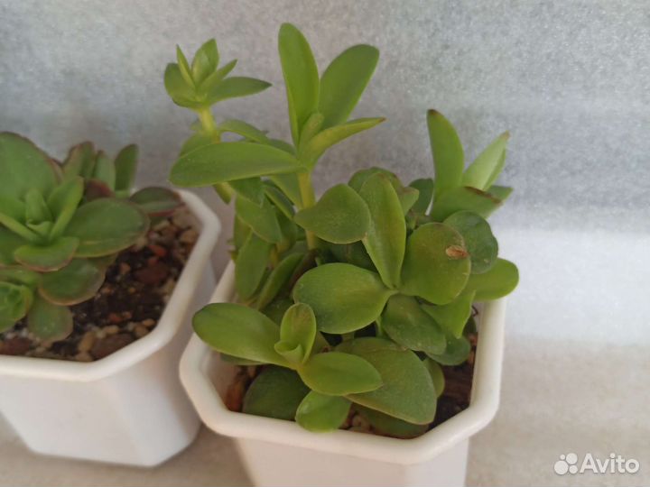 Крассула Campfire