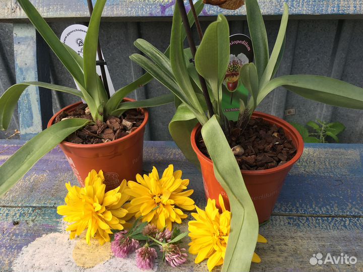 Венеринен башмачок Орхидея