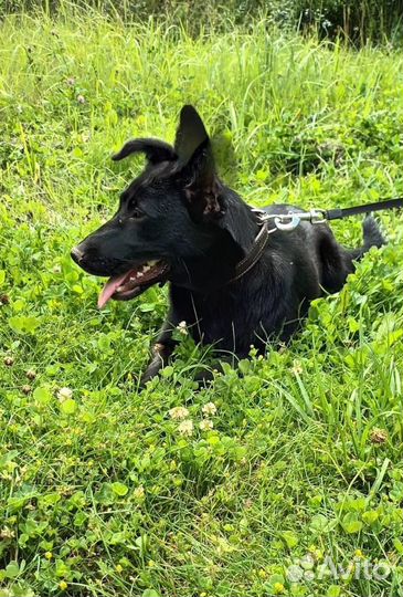 Собака в дар стерилизованная