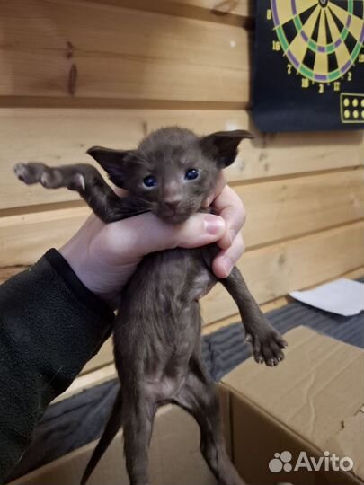 Ориентальные котята