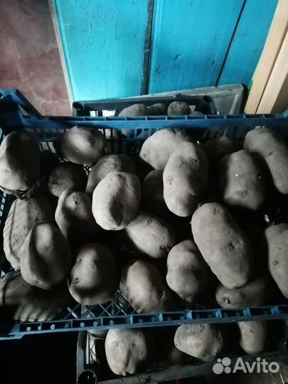 Картофель фиолетовый (синий) семенной