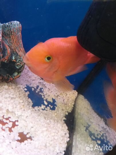 Рыба цихлида попугай