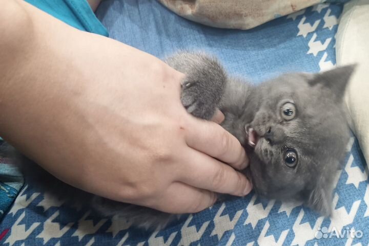 Продам котенка британца, девочку