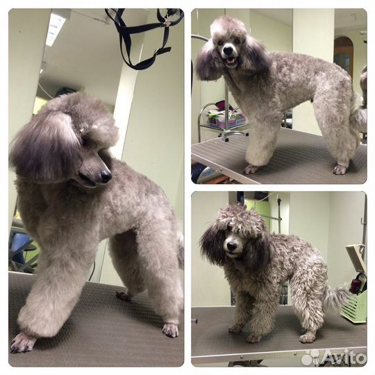 Стрижка собак и кошек в Калининграде 10.00-20.00