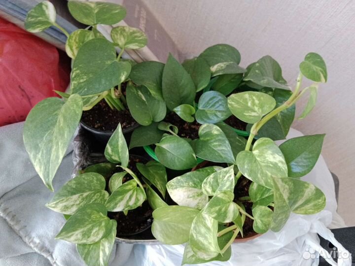 Сциндапсус (эпипремнум)