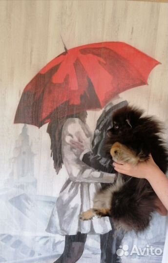 Подростки шпиц